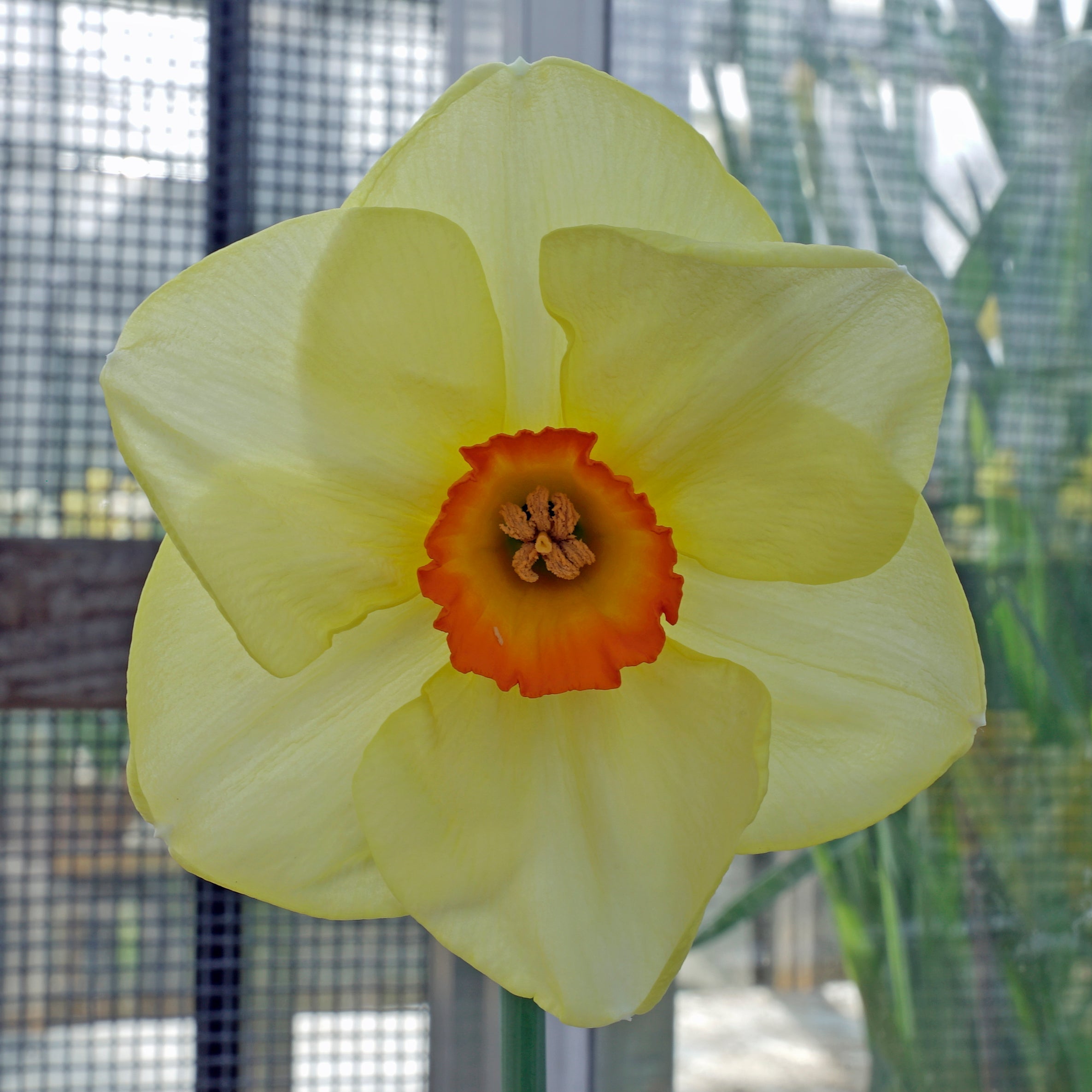 Hot Choice - Special Narcissus - Fluwel