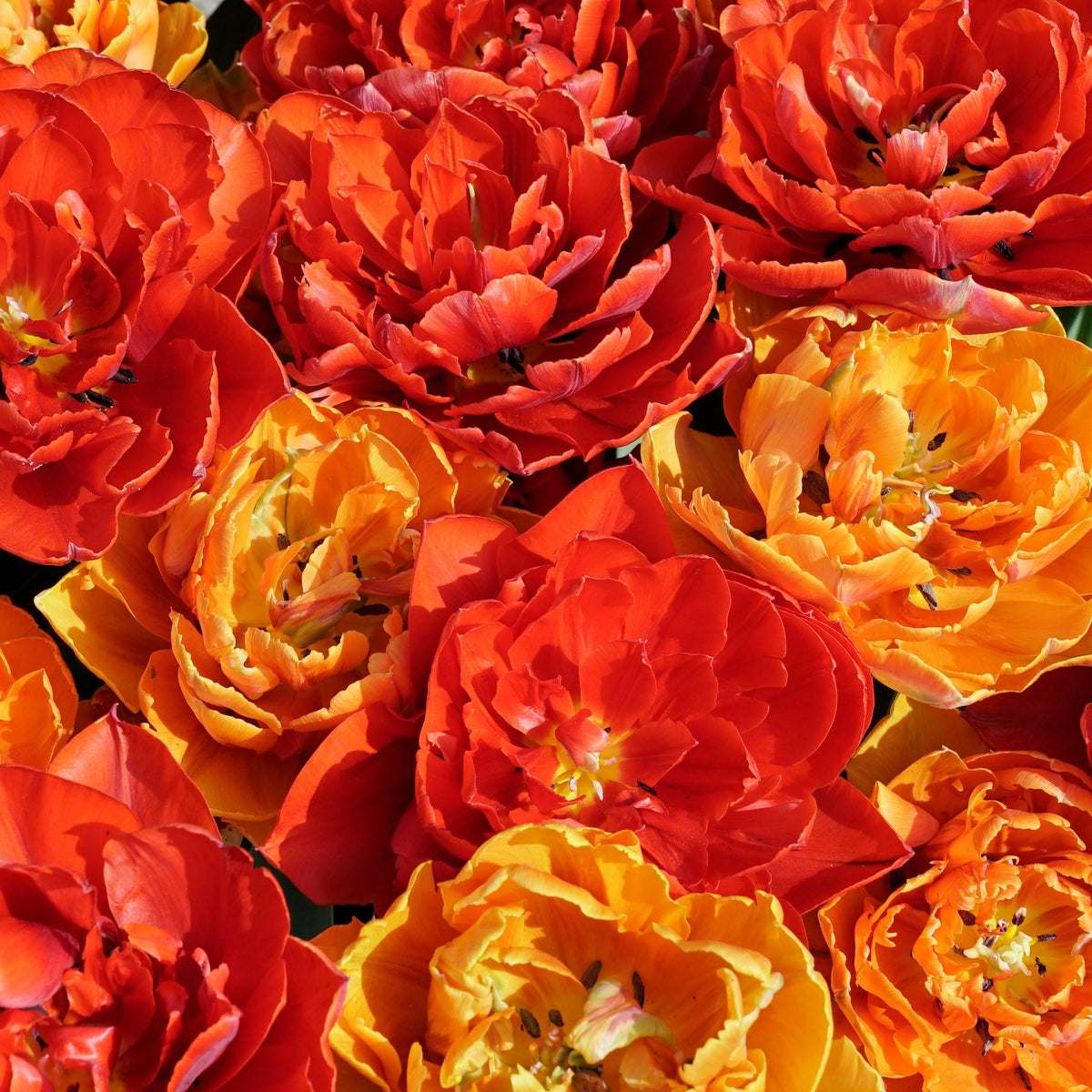 Hot Item - Mixes - Fluwel