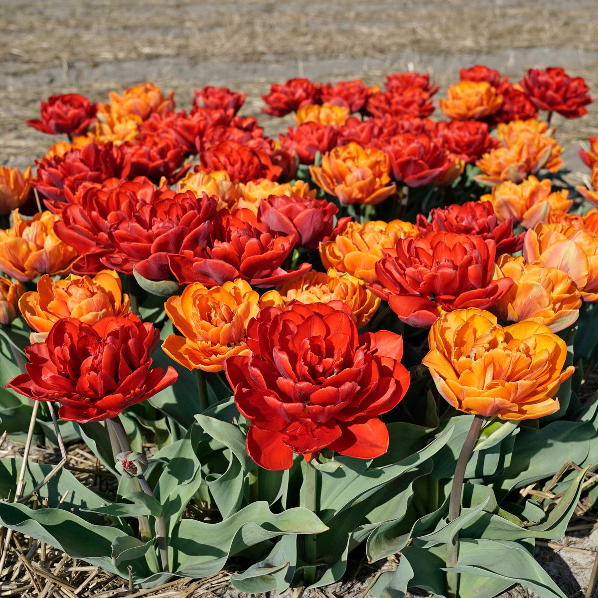 Hot Item - Mixes - Fluwel