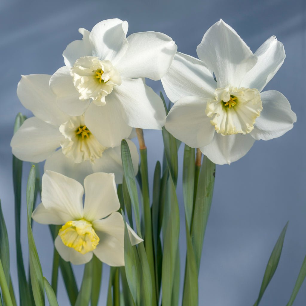 Hudson Bay - Special Narcissus - Fluwel