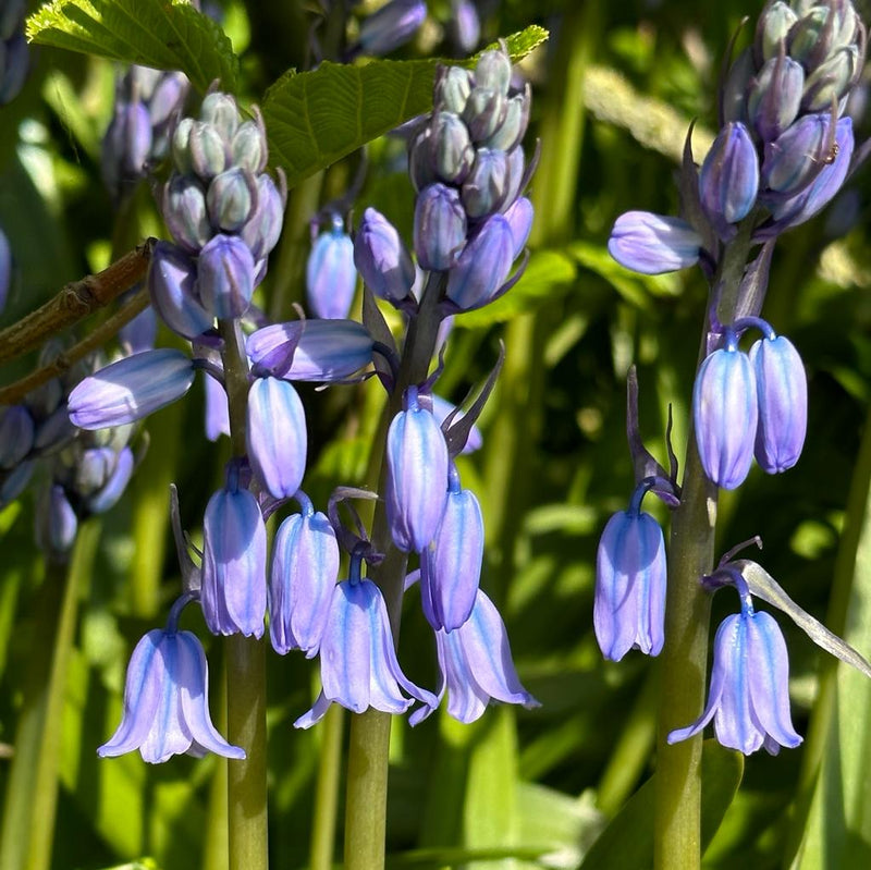 Hyacinthoides (Jacinthe des bois)