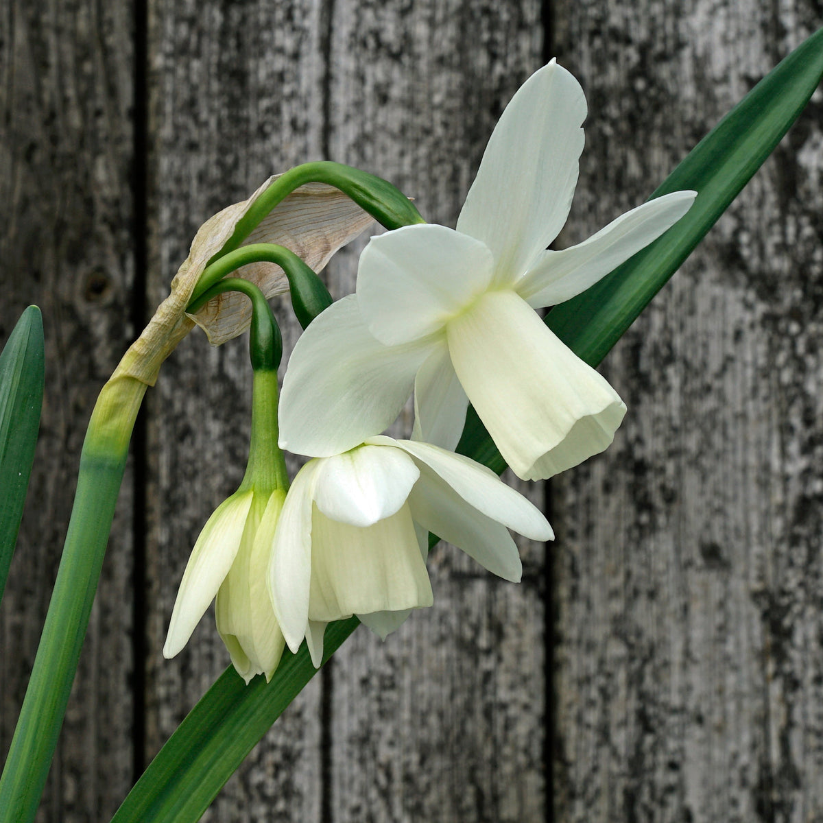 Ice Wings - Special Narcissus - Fluwel