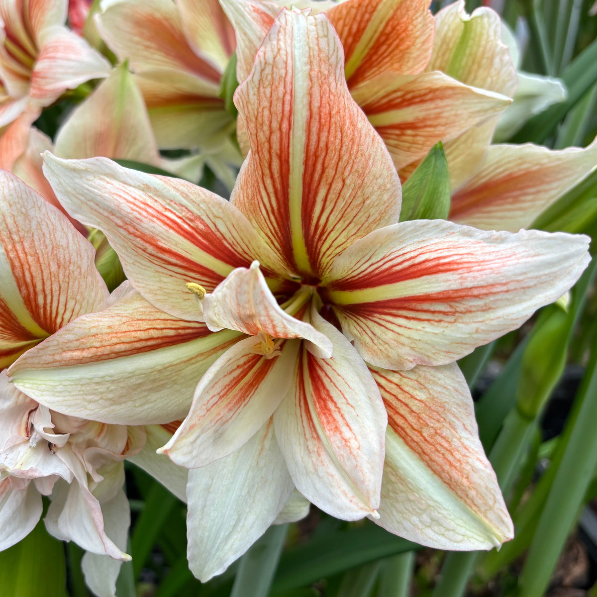Inca Star - Special Amaryllis - Fluwel