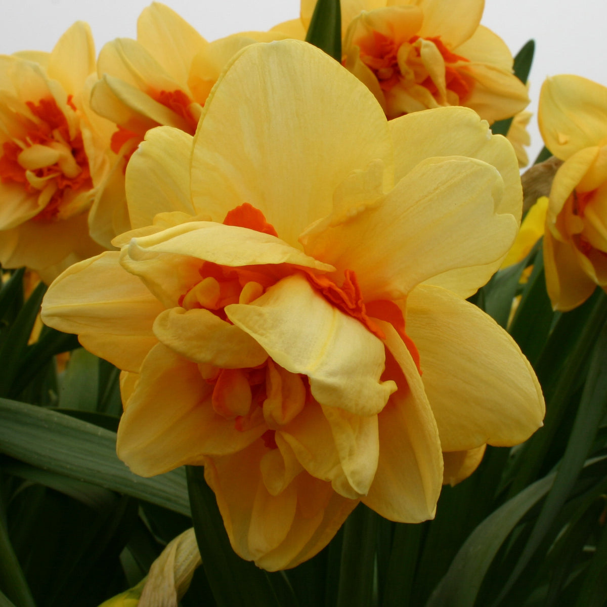 Innovator - Special Narcissus - Fluwel
