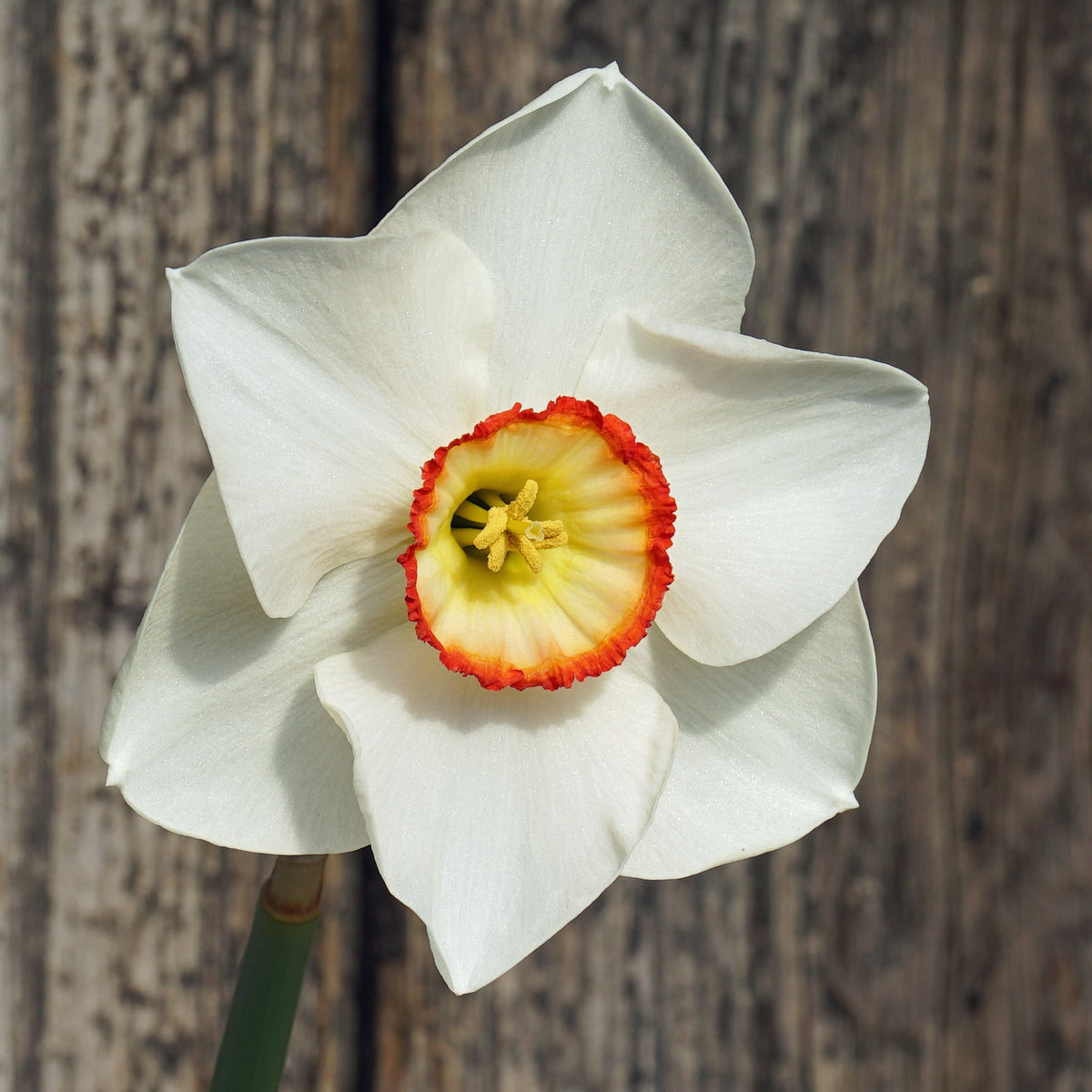 Juliet's Choice - Special Narcissus - Fluwel