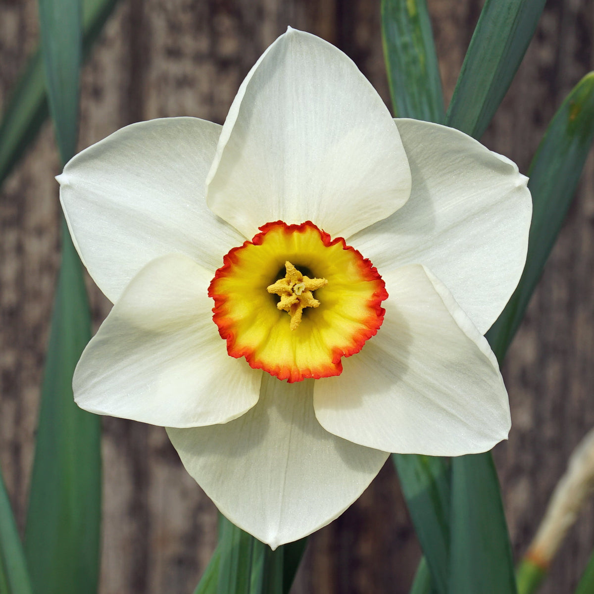 Juliet's Choice - Special Narcissus - Fluwel