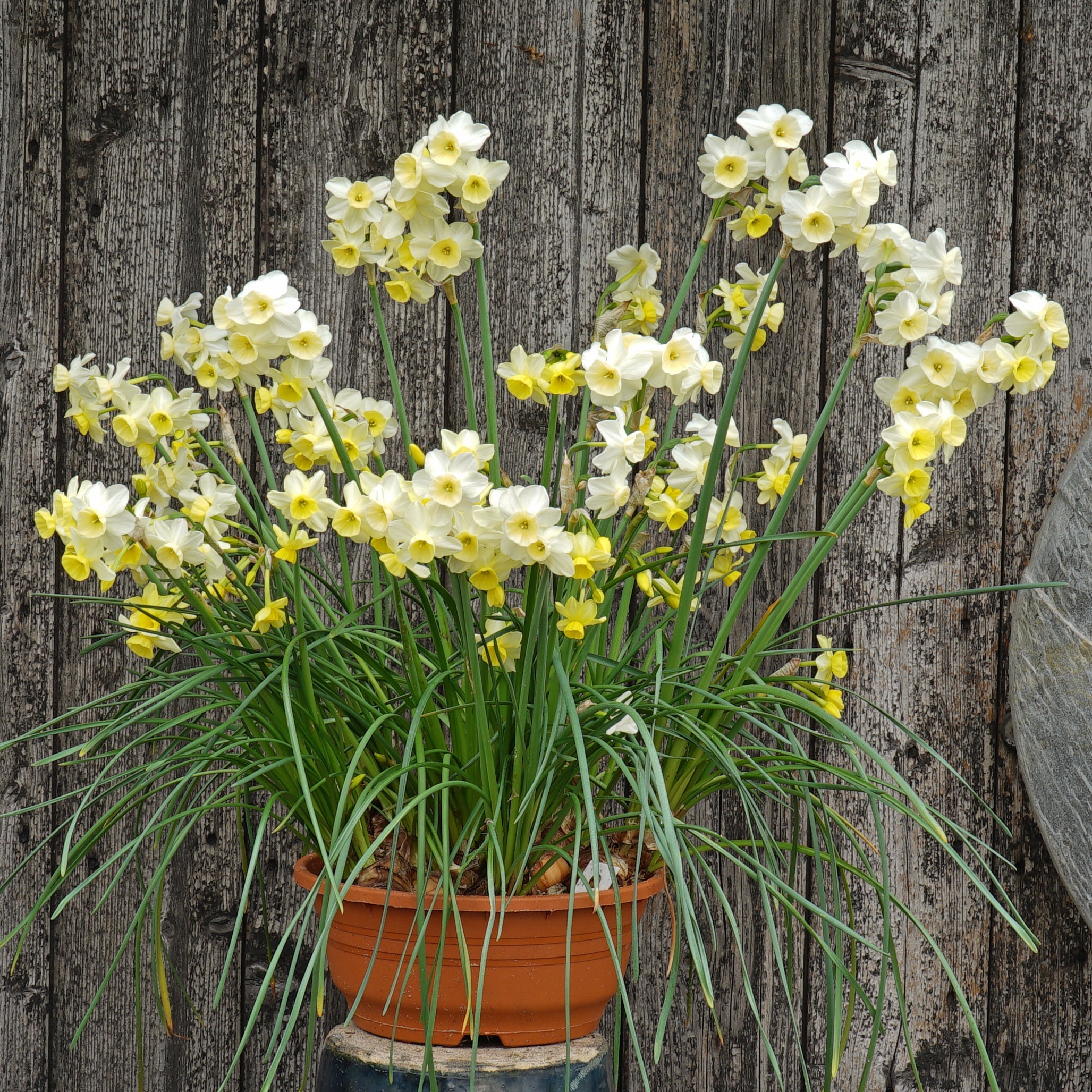 KayKay - Special Narcissus - Fluwel