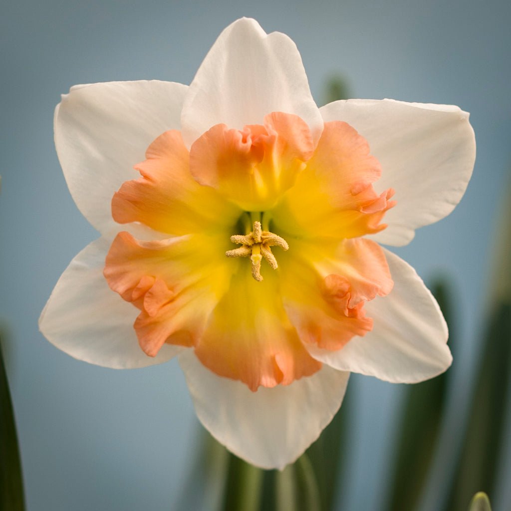 Lady B - Special Narcissus - Fluwel