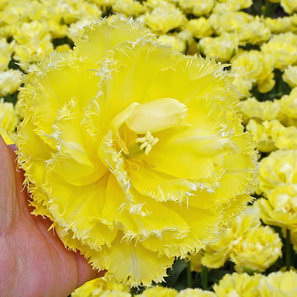 Lemon Shoot - Tulips - Fluwel