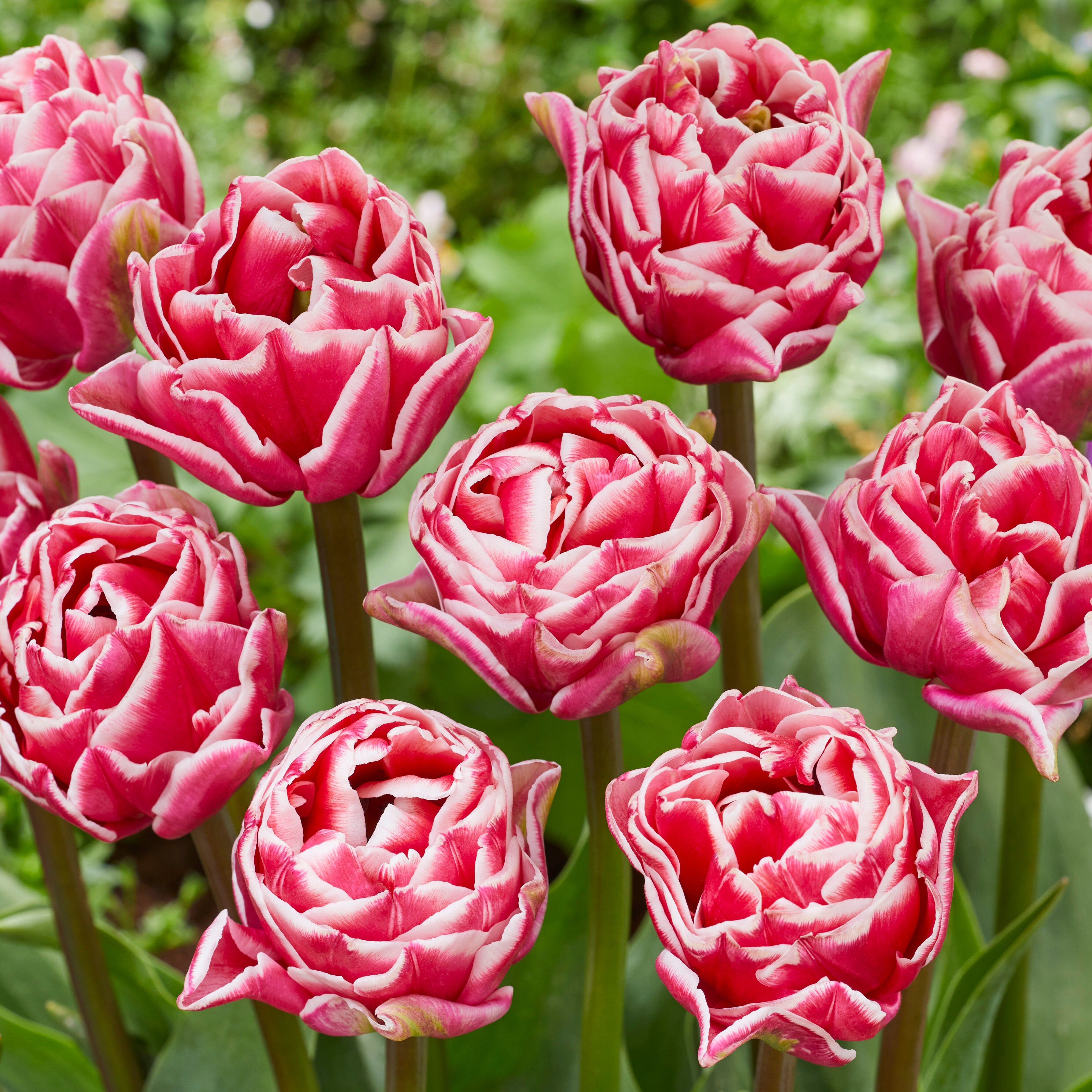 Let's Dance - Tulips - Fluwel
