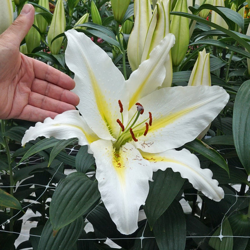 Lys