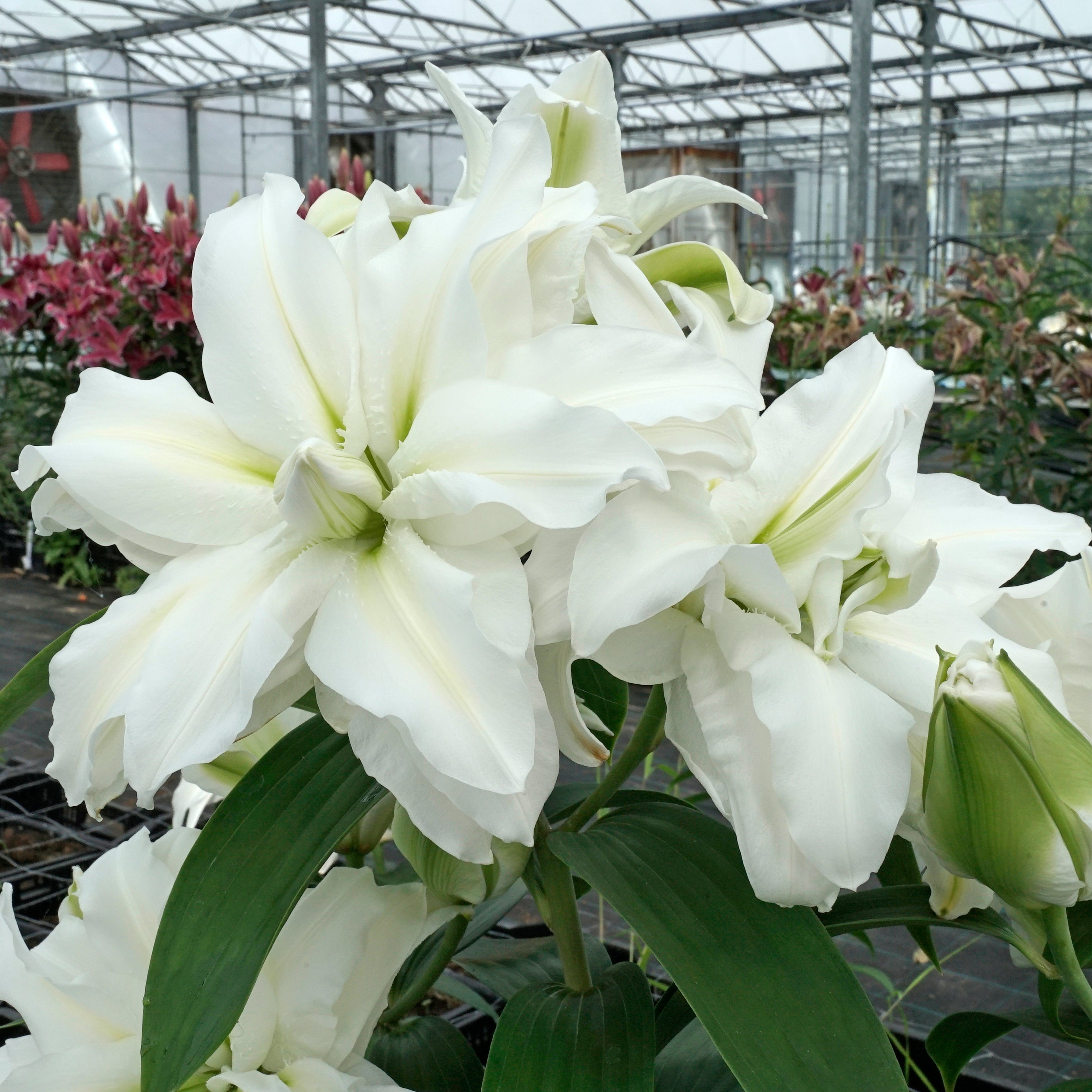 Lilium Roselily Edsilia - Lilies - Fluwel