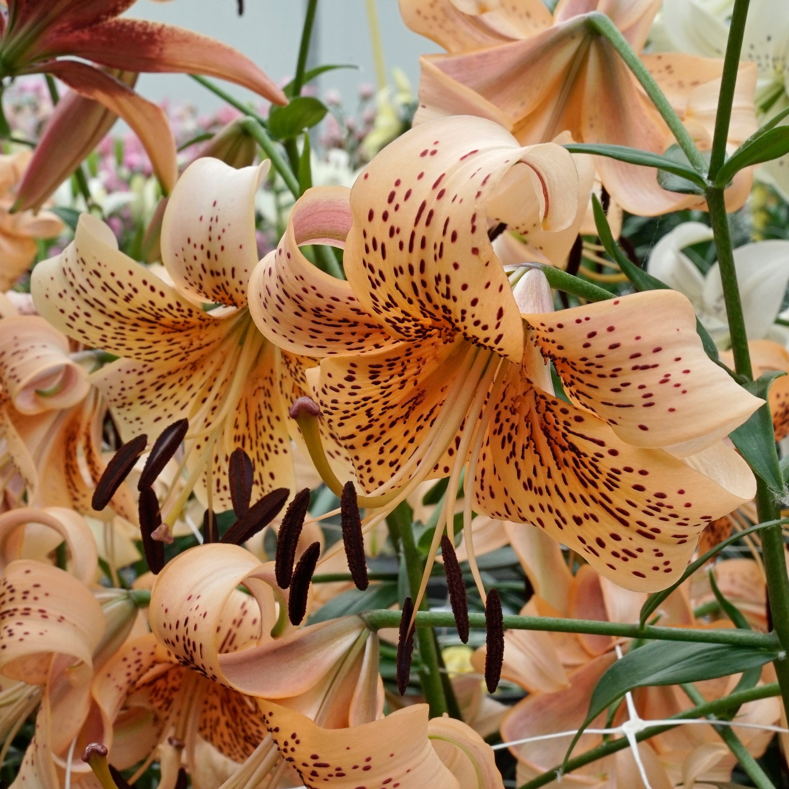 Lilium Tiger Babies - Lilies - Fluwel