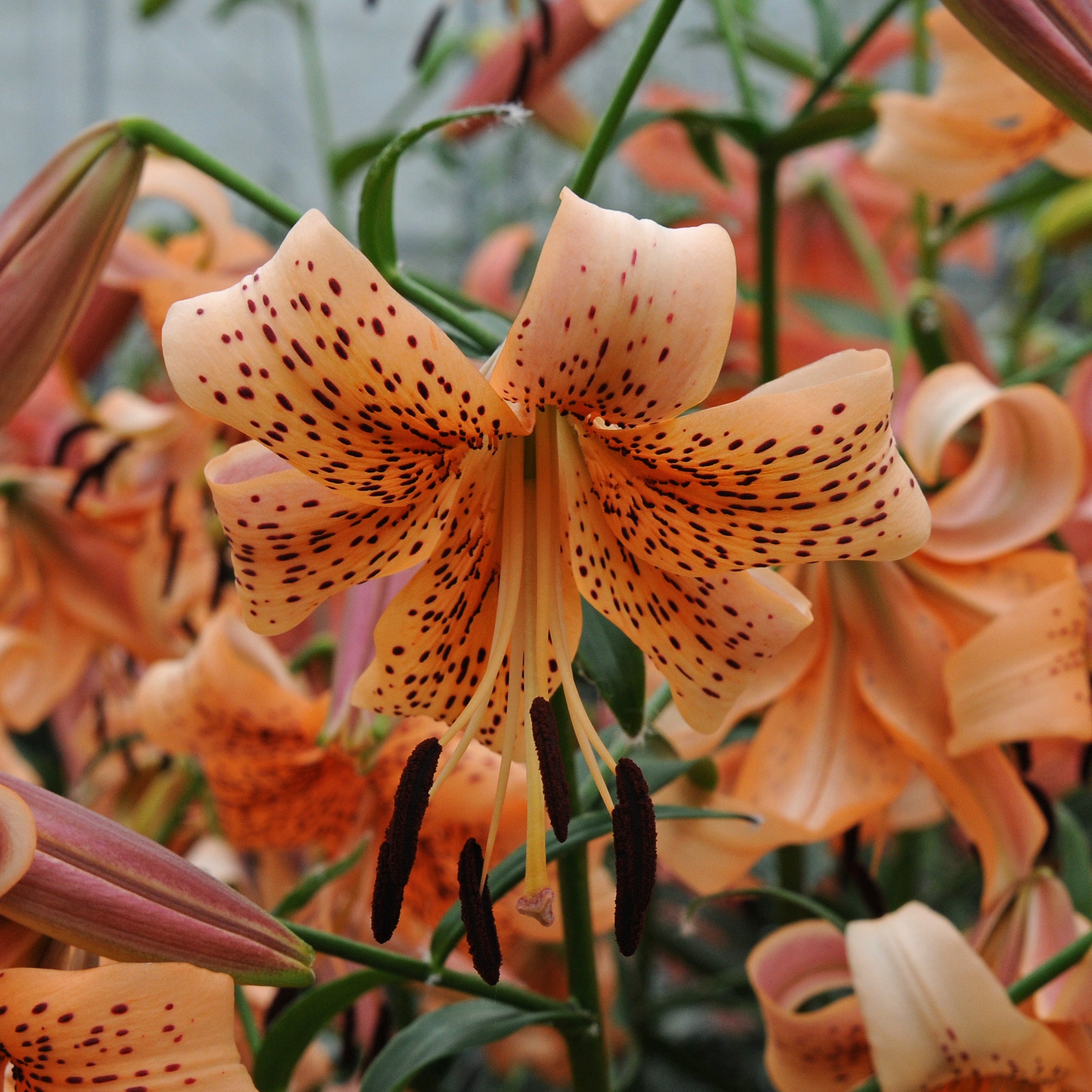 Lilium Tiger Babies - Lilies - Fluwel