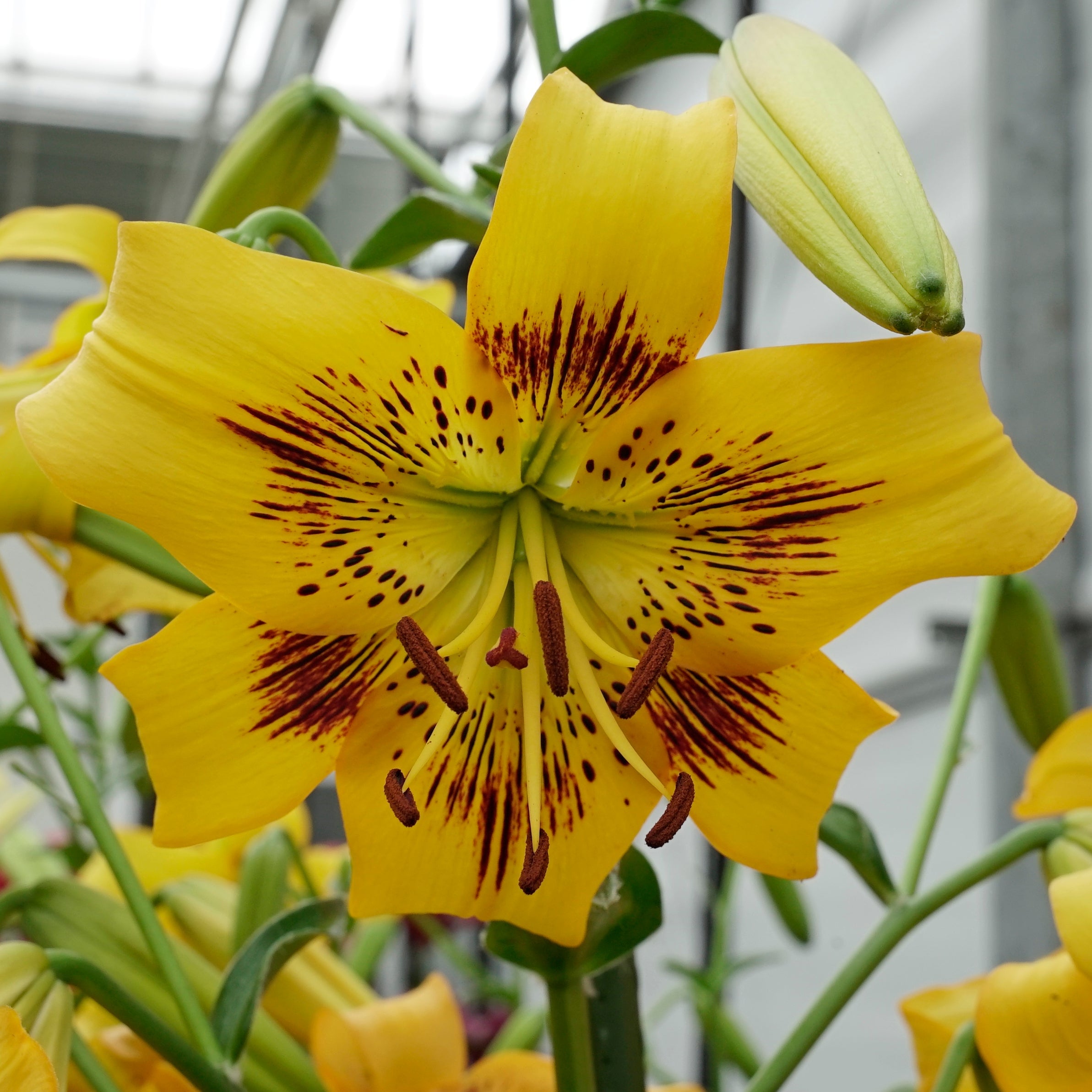 Lilium Yellow Bruse - Lilies - Fluwel