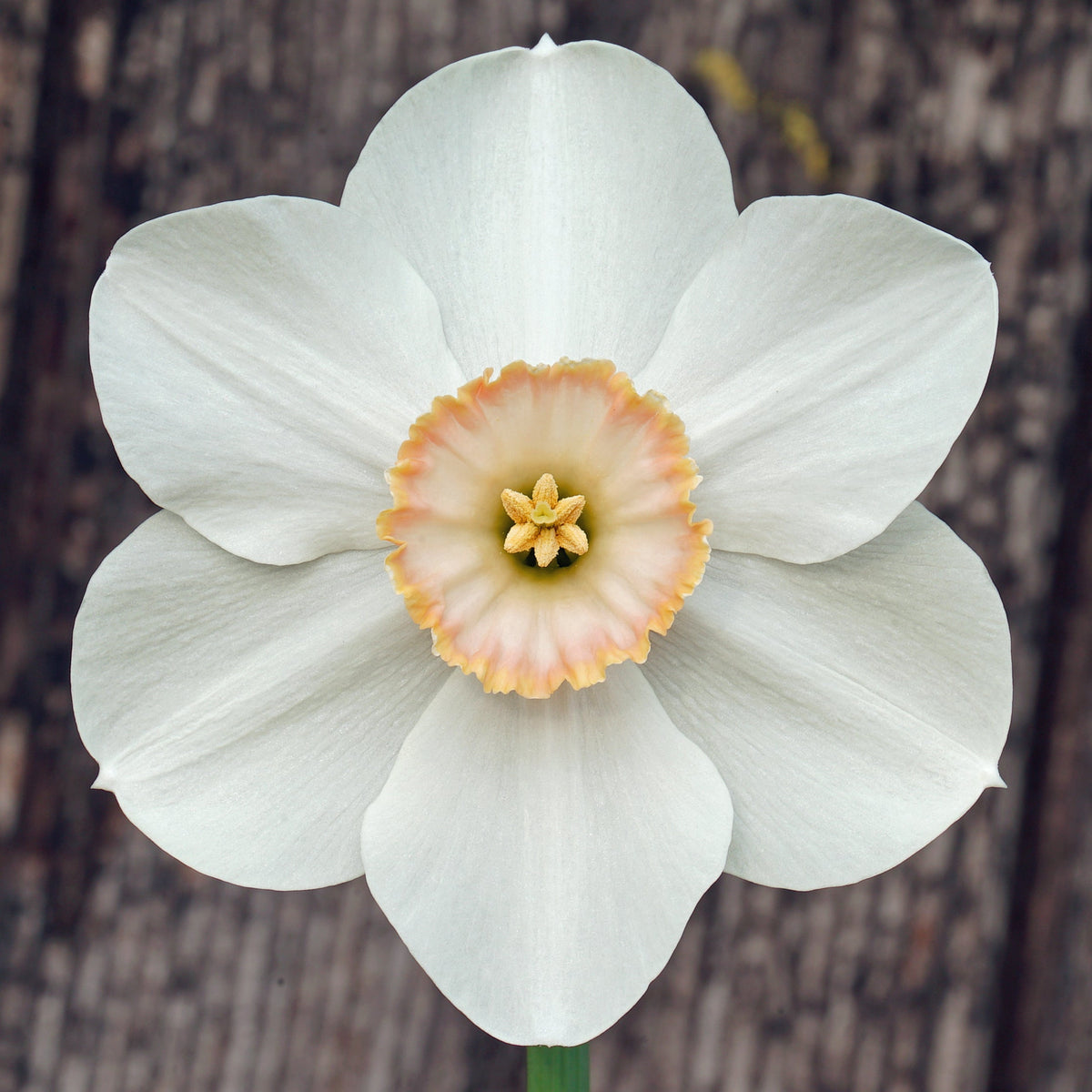 Little Jewel - Special Narcissus - Fluwel
