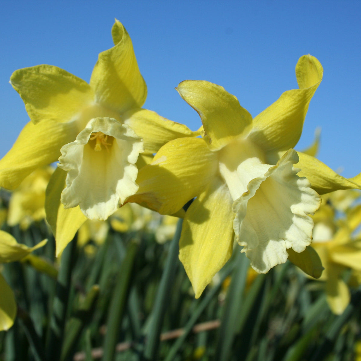 Little Spell - Special Narcissus - Fluwel