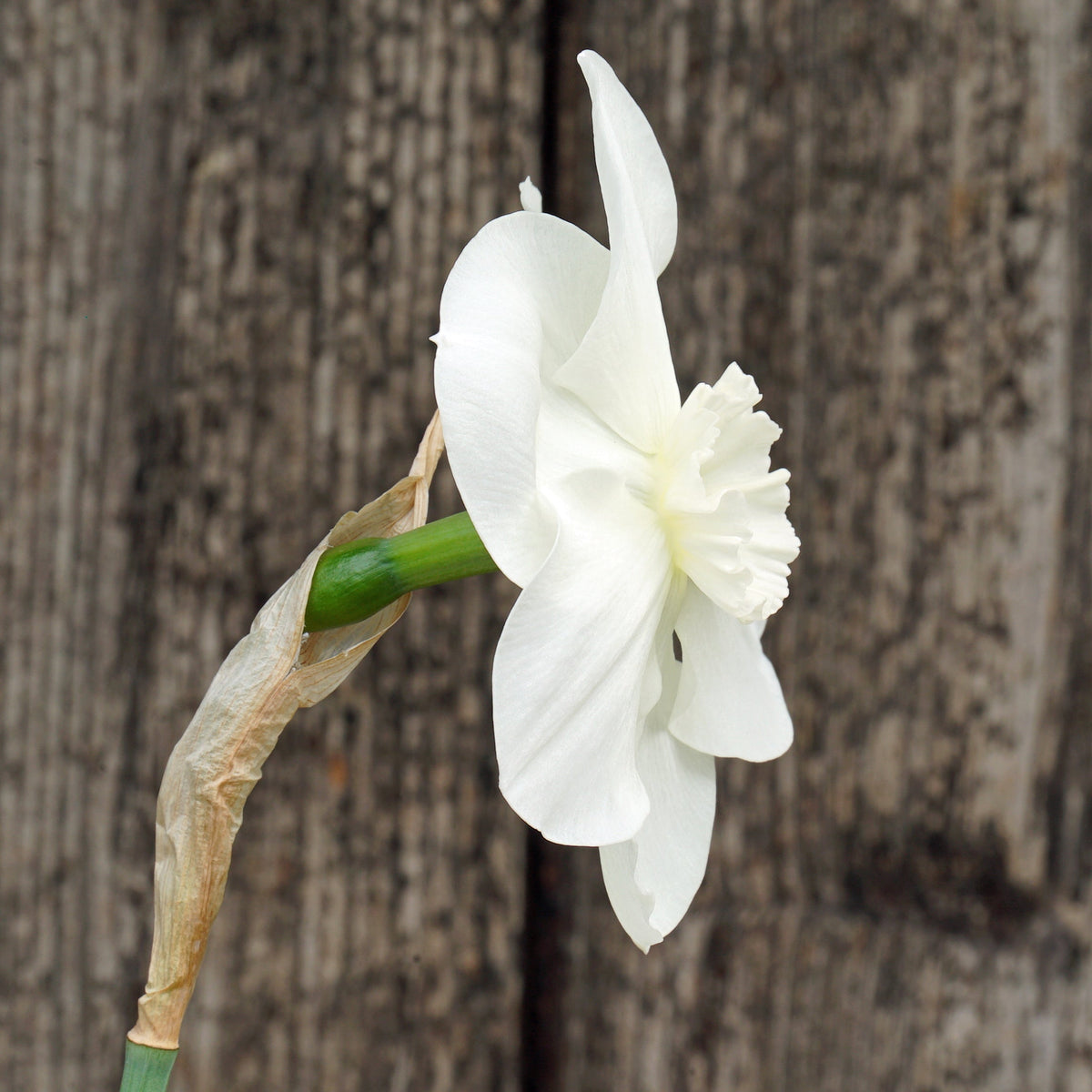Love Poem - Special Narcissus - Fluwel