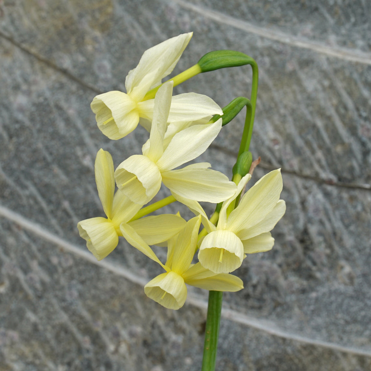 Mary Plumstead - Special Narcissus - Fluwel