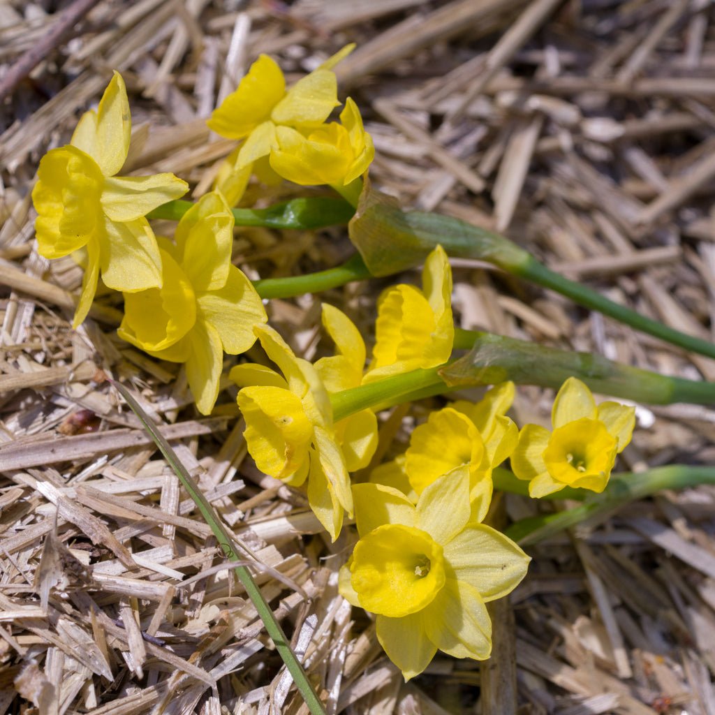 Miss Klein - Special Narcissus - Fluwel