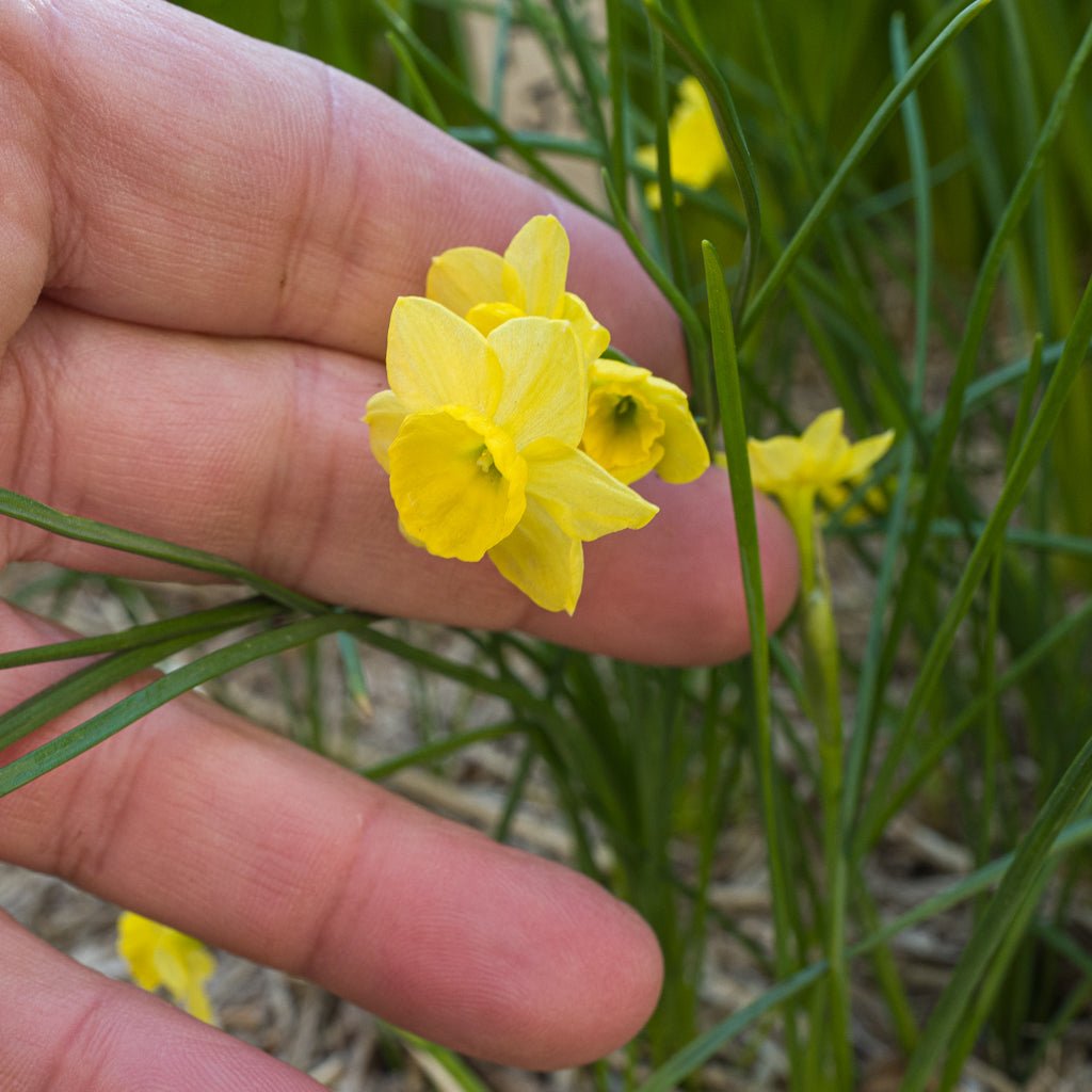 Miss Klein - Special Narcissus - Fluwel