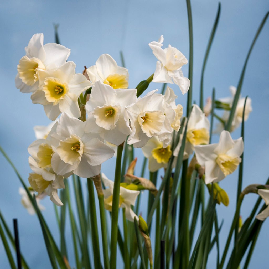 Nico - Special Narcissus - Fluwel
