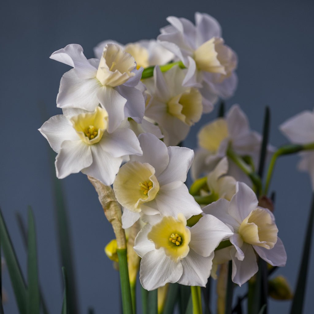 Nico - Special Narcissus - Fluwel