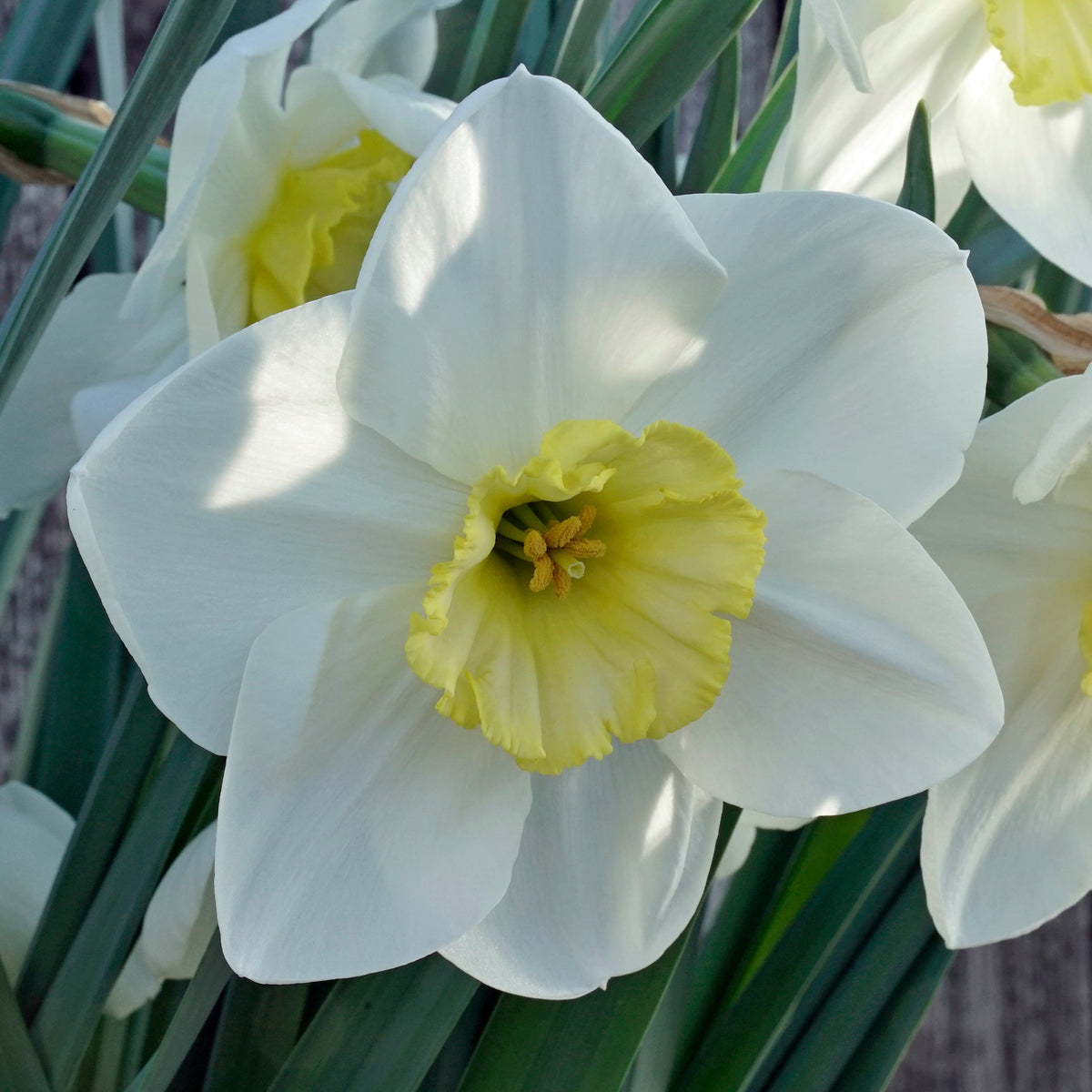 Night Circus - Special Narcissus - Fluwel