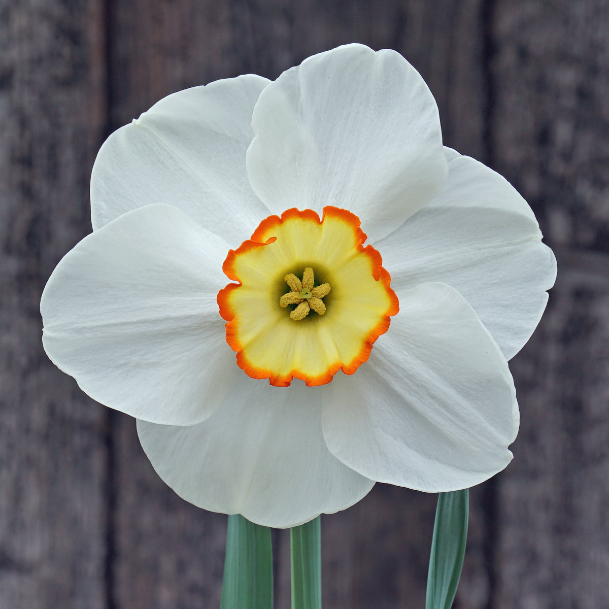 Orange Trim - Special Narcissus - Fluwel