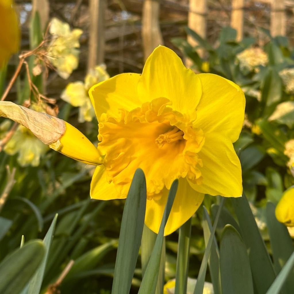 Over the Top - Narcissus - Fluwel