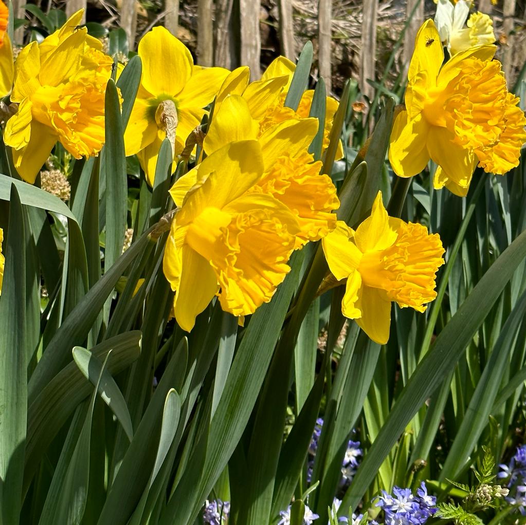 Over the Top - Narcissus - Fluwel