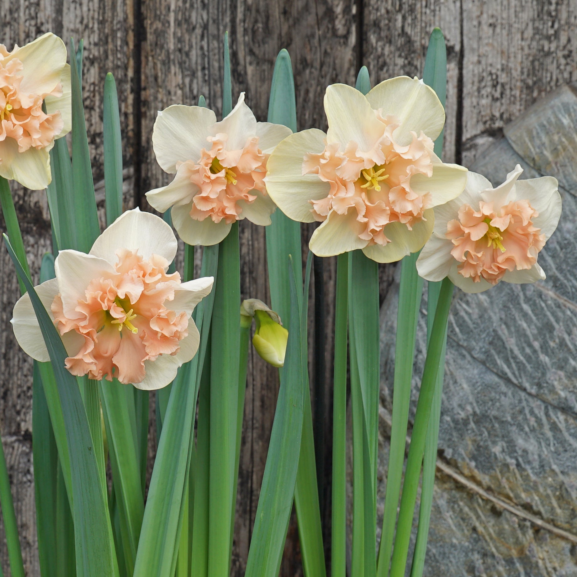 Peach on the Beach - Special Narcissus - Fluwel