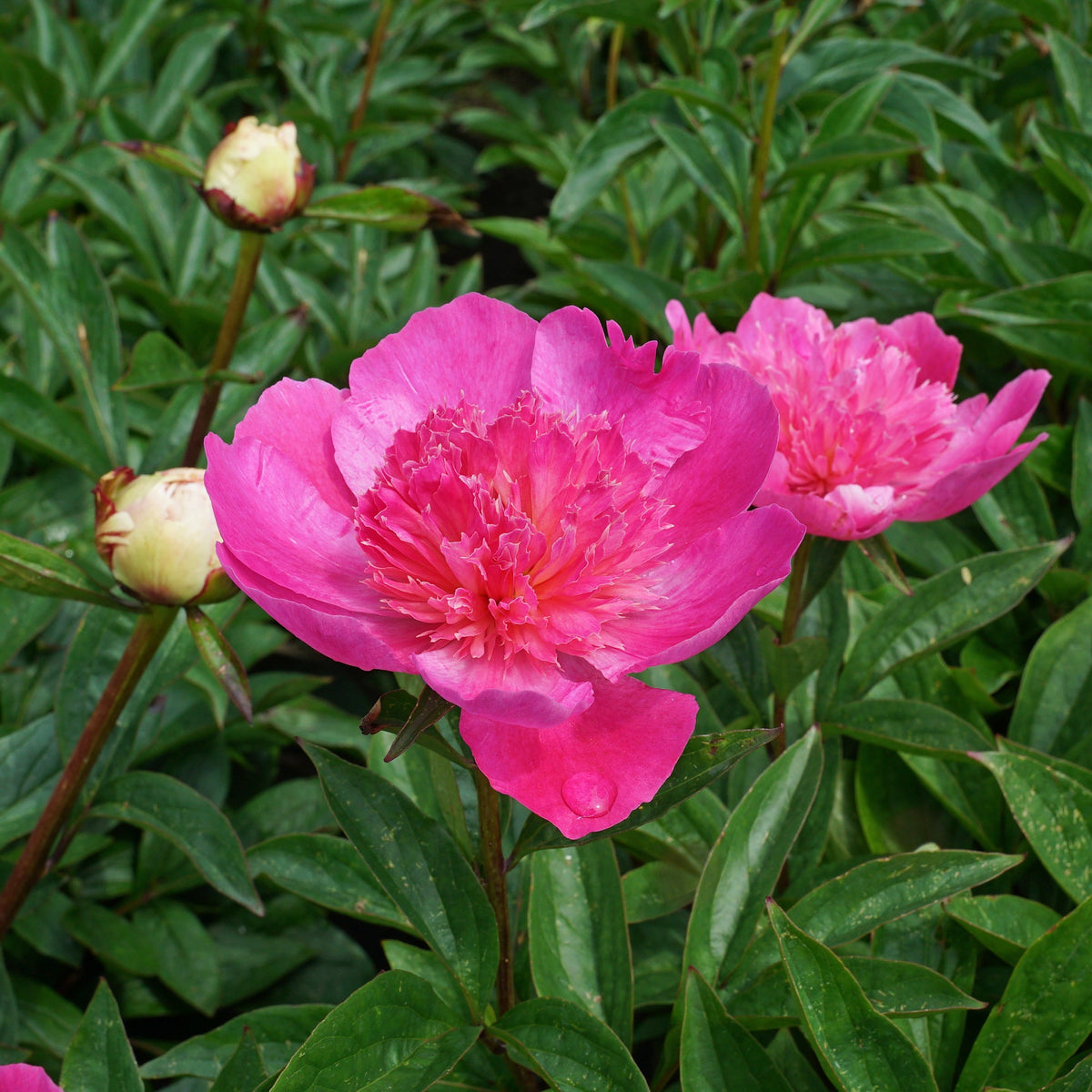Peony Bouquet Perfect - Peonies - Fluwel