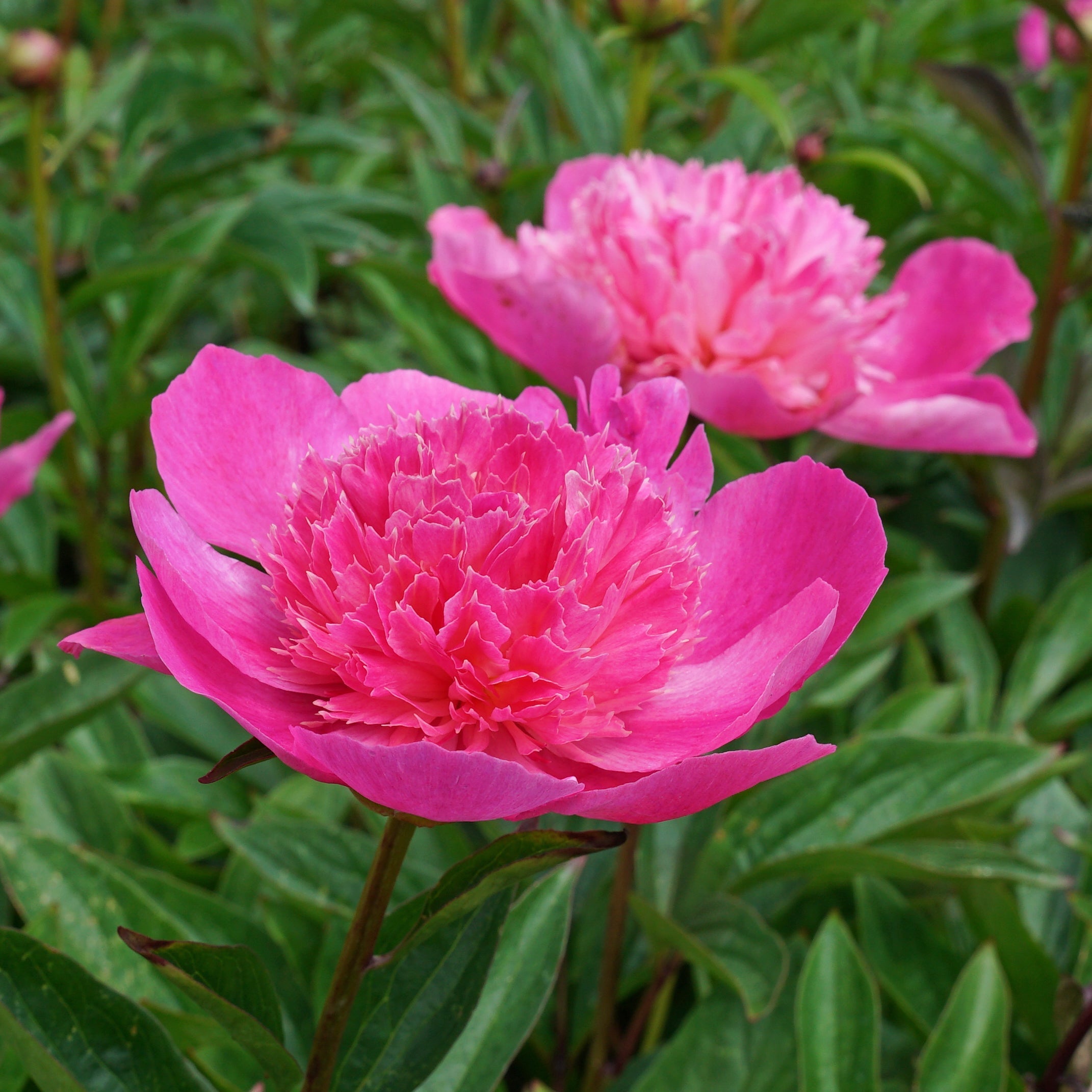 Peony Bouquet Perfect - Peonies - Fluwel