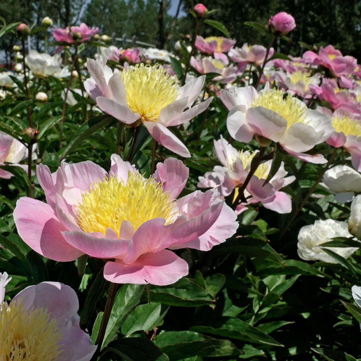 Peony Bowl of Beauty - Peonies - Fluwel