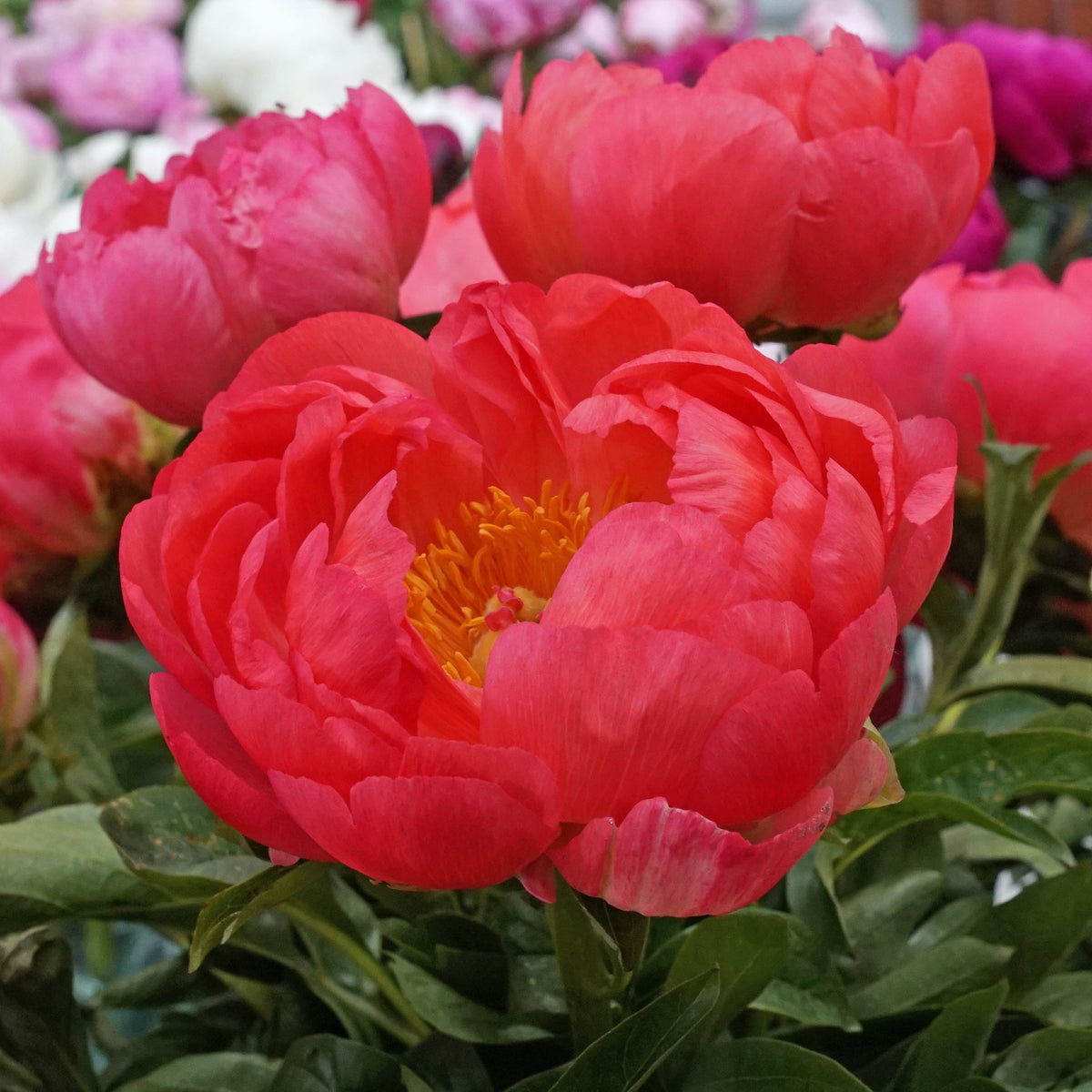 Peony Coral Sunset - Peonies - Fluwel