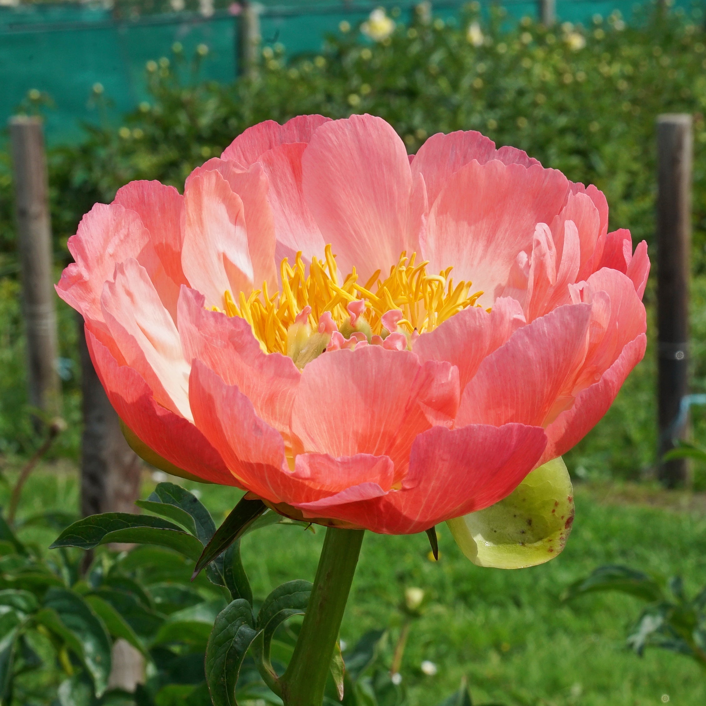 Peony Coral Sunset - Peonies - Fluwel