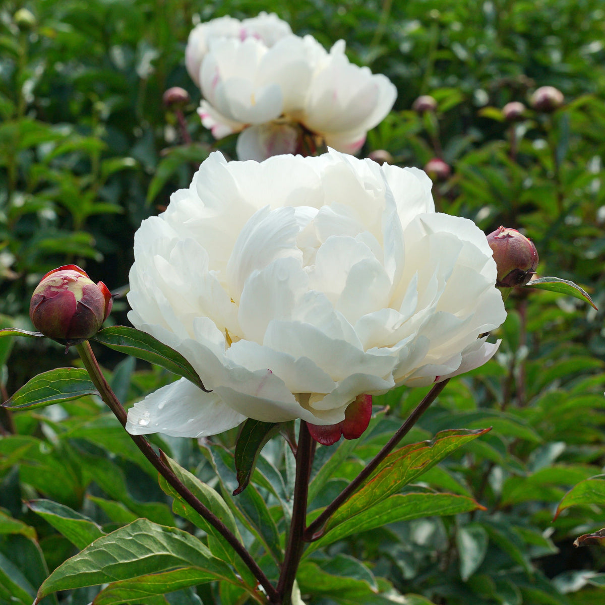 Peony Gardenia - Peonies - Fluwel