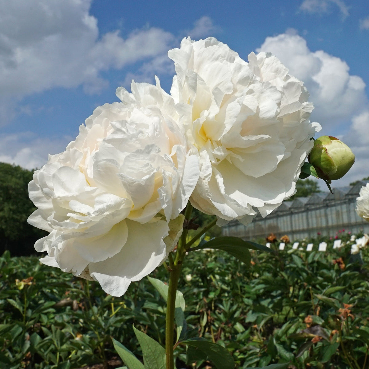 Peony Puffed Cotton - Peonies - Fluwel