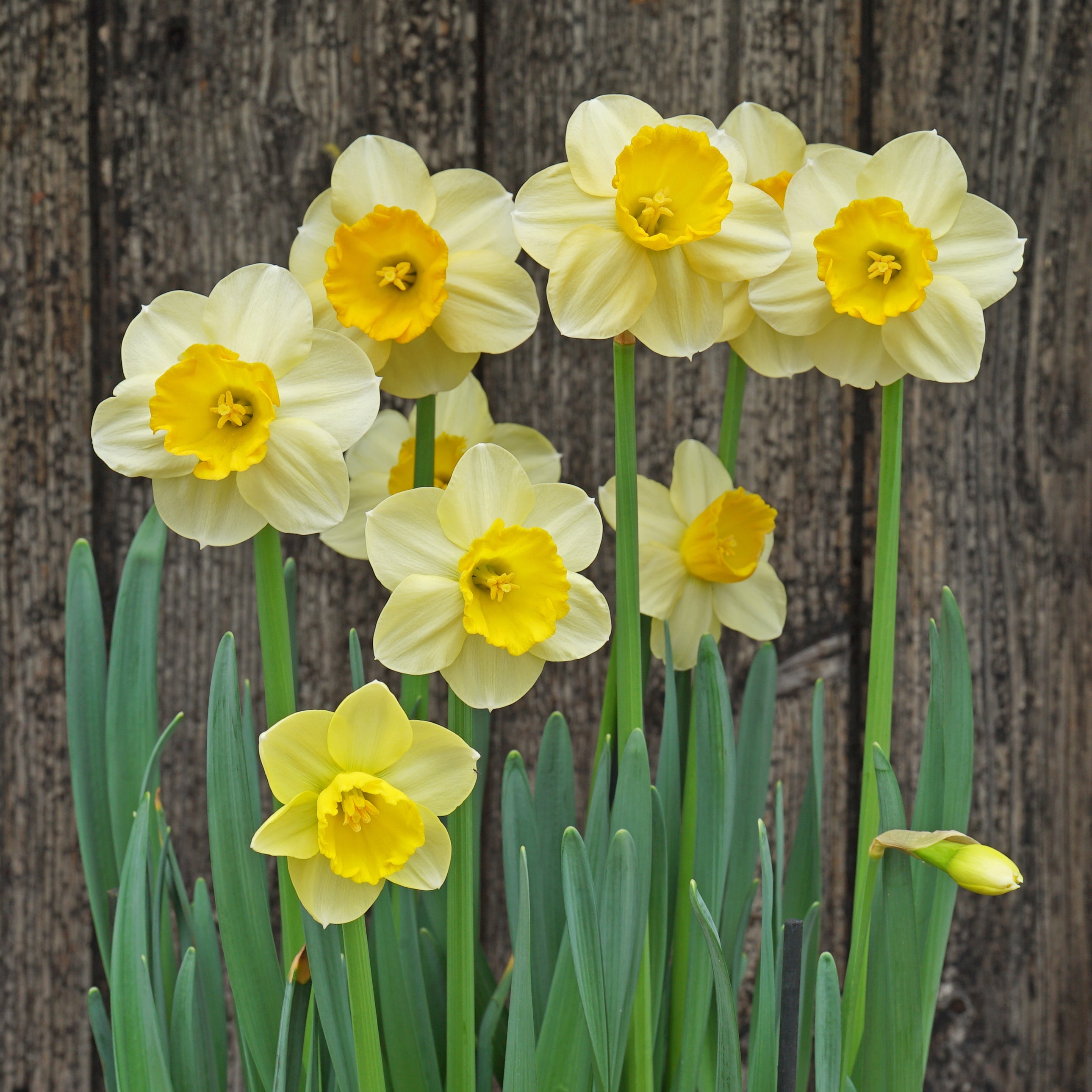 Pipo - Special Narcissus - Fluwel