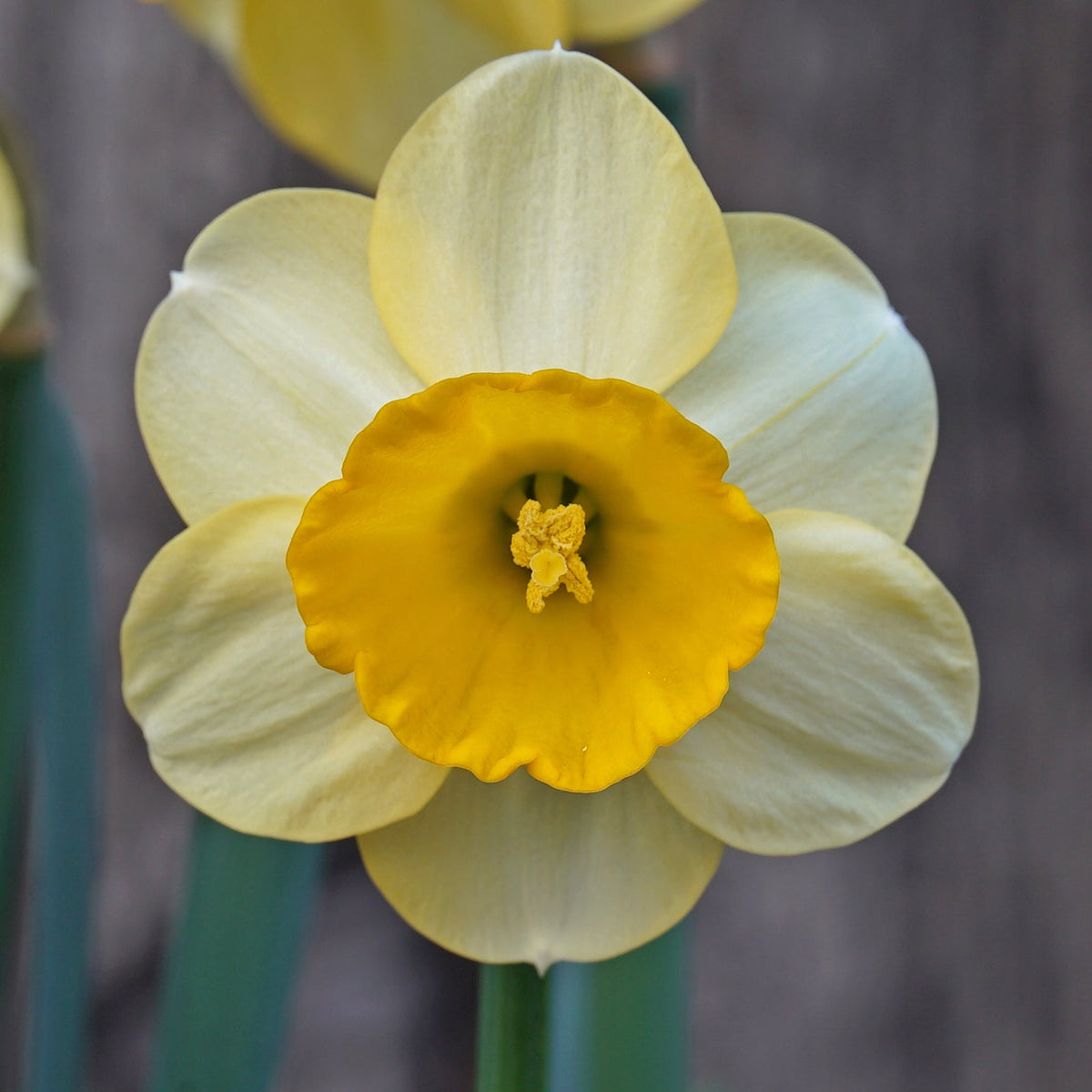 Pipo - Special Narcissus - Fluwel