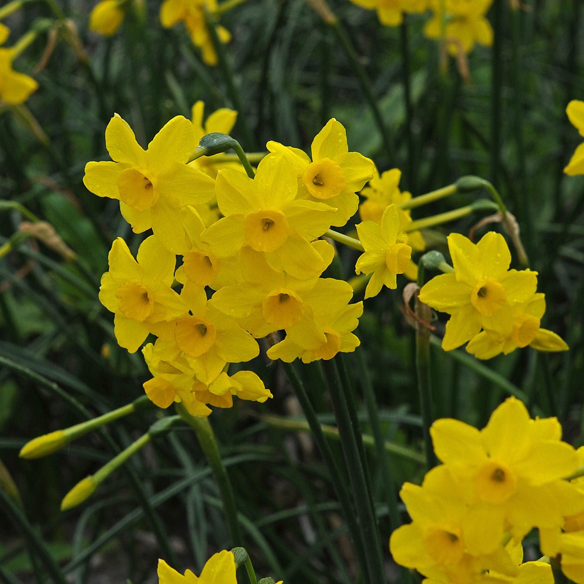Pixie's Sister - Special Narcissus - Fluwel