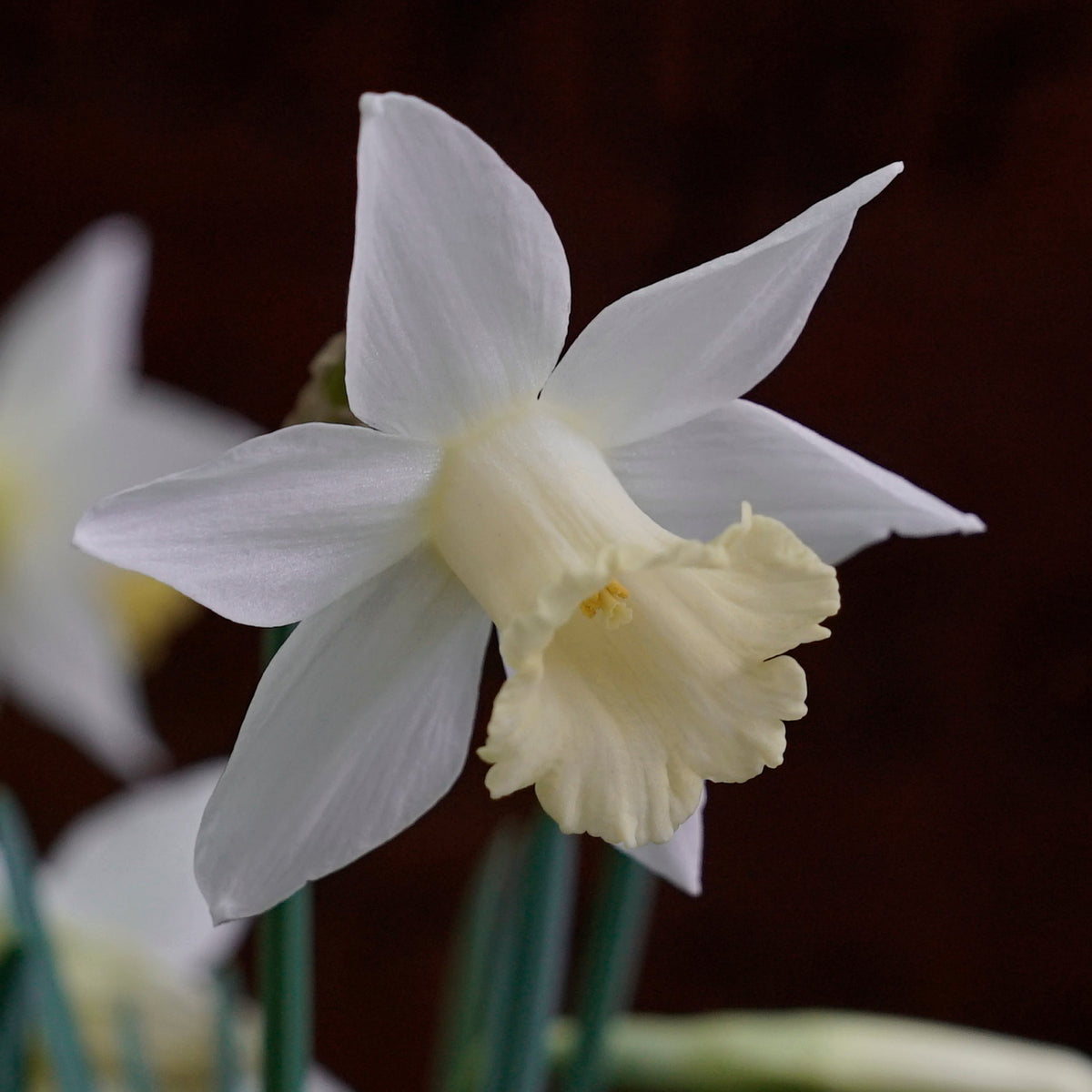 Pledge - Special Narcissus - Fluwel