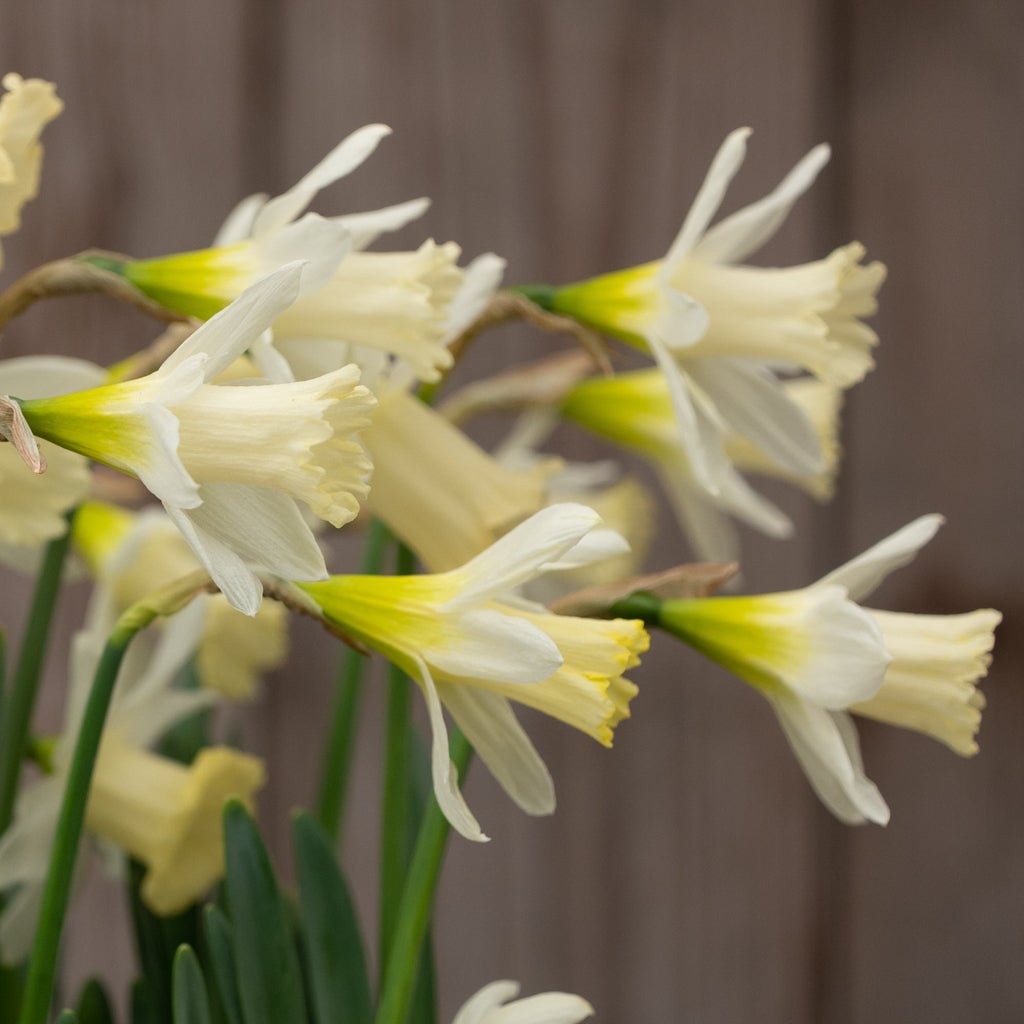 Pledge - Special Narcissus - Fluwel