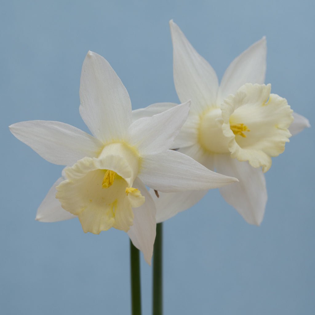 Pledge - Special Narcissus - Fluwel