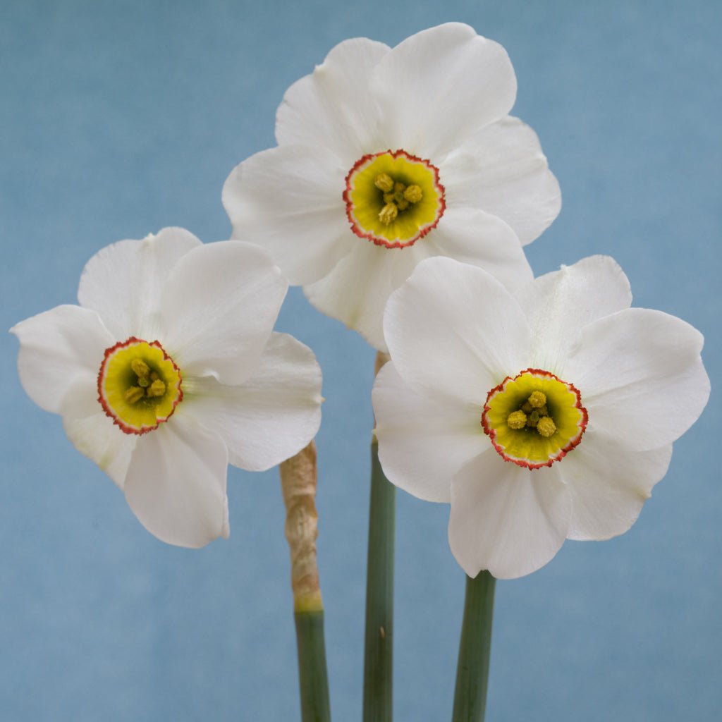 poeticus hellenicus - Special Narcissus - Fluwel