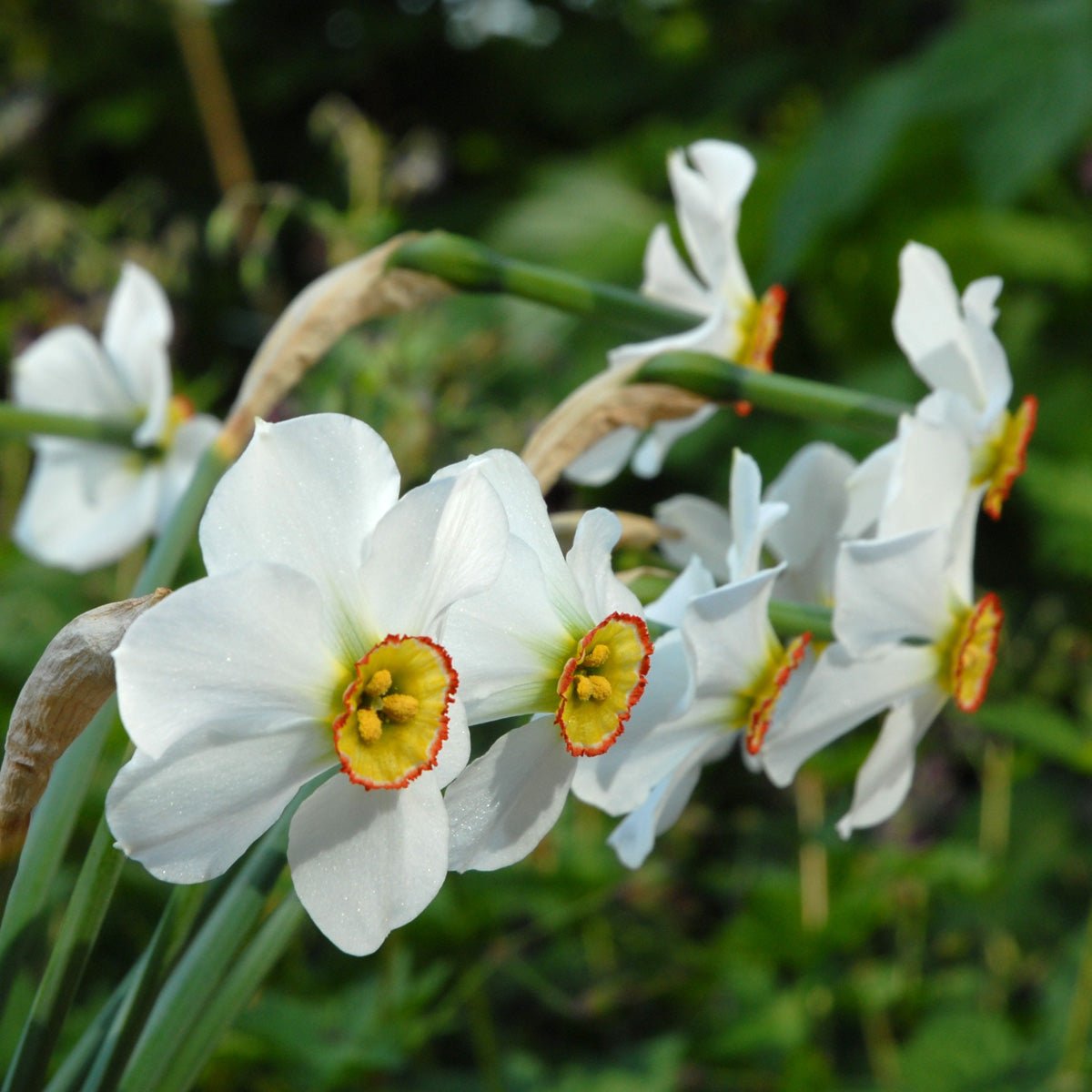 poeticus hellenicus - Special Narcissus - Fluwel