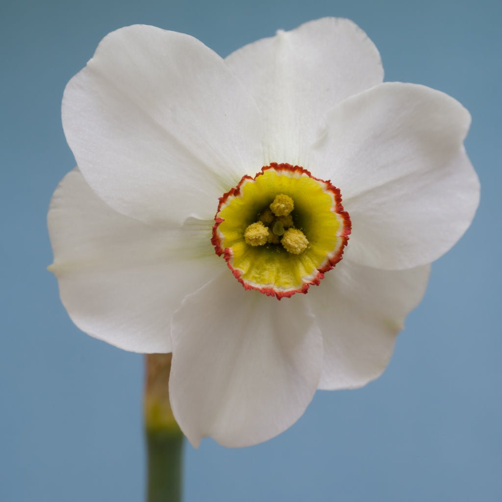poeticus hellenicus - Special Narcissus - Fluwel