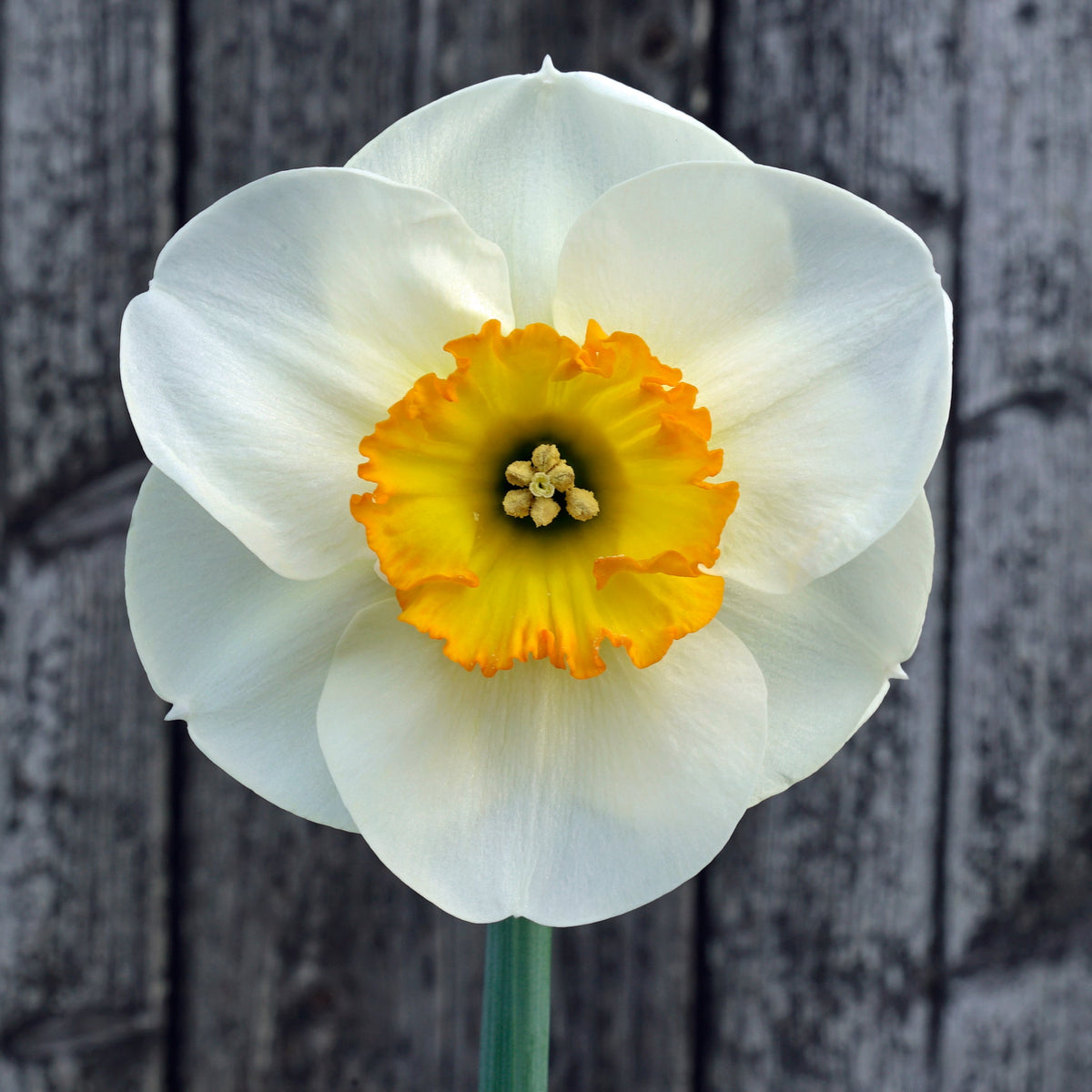 Pracht - Narcissus - Fluwel
