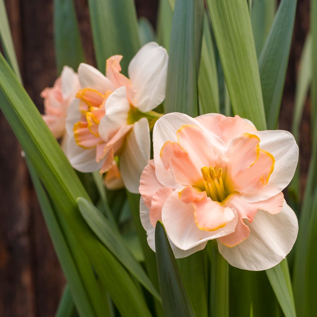 Prom Queen - Special Narcissus - Fluwel